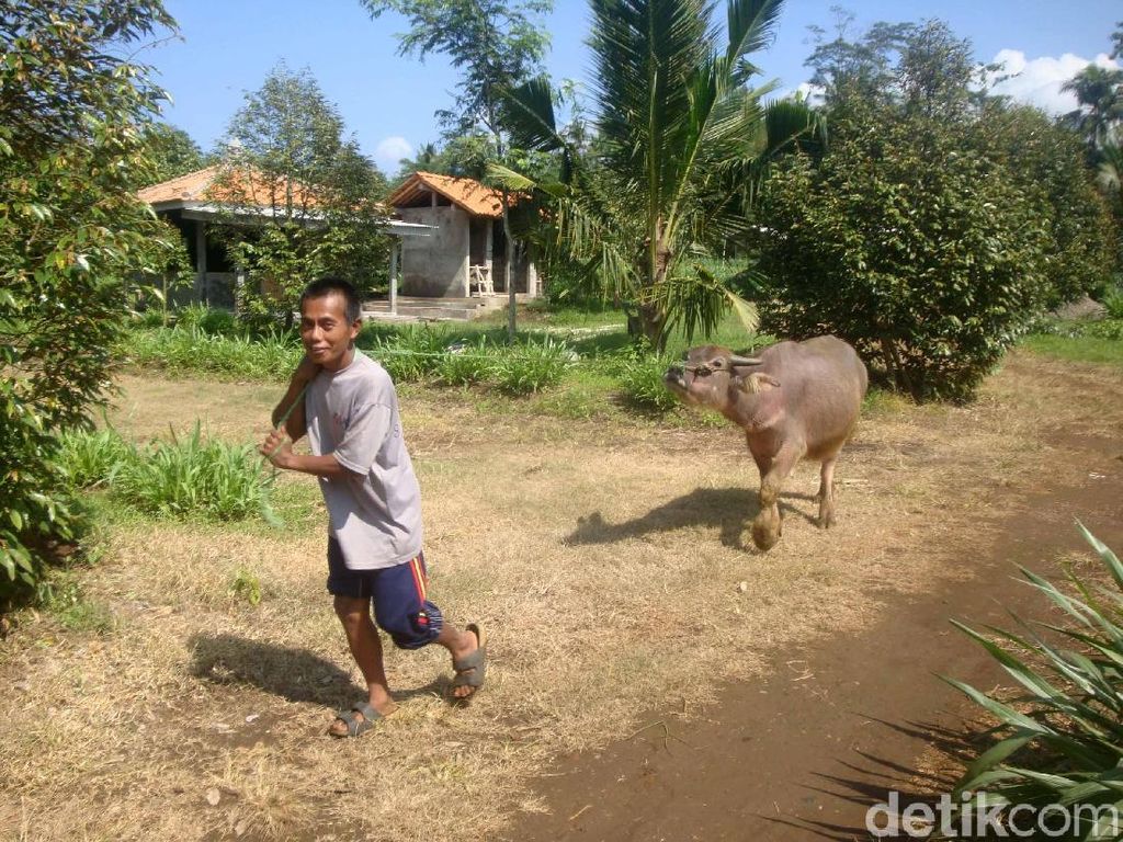 Dulu Angker, Kini Jadi Agrowisata Dulu Angker, Kini Jadi Agrowisata