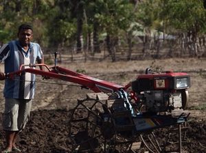 Ada BBM Satu Harga, Panen Bawang di Desa NTT Ini Naik 6 Kali Lipat