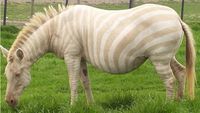 Potret Langka Hewan Albino yang Mengagumkan