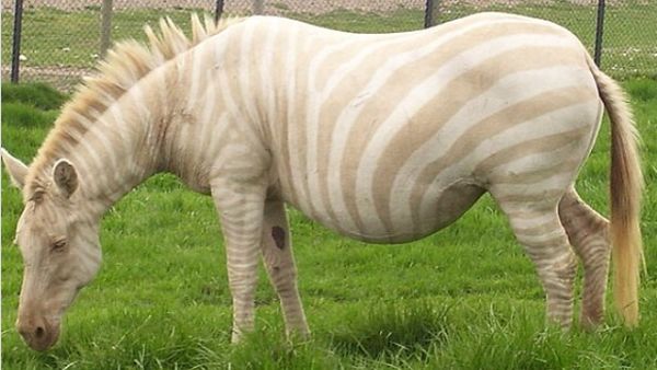 Potret Langka Hewan Albino yang Mengagumkan