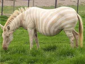 Potret Langka Hewan Albino yang Mengagumkan Potret Langka Hewan Albino yang Mengagumkan