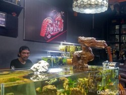 Tips Sukses Bikin Kebun di Akuarium