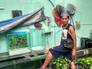 Setia Jualan Akuarium, Pria Ini Raup Omzet Rp 15 Juta/Bulan Setia Jualan Akuarium, Pria Ini Raup Omzet Rp 15 Juta/Bulan