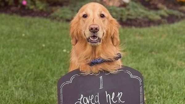 Foto-foto Gemas Anjing Jadi Bridesmaid dan Eksis di Pernikahan Majikannya