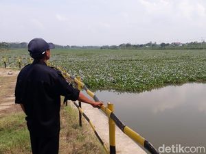 Bendungan Gerak di Bojonegoro Dipenuhi Eceng Gondok