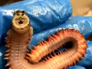 Nelayan Ini Temukan Makhluk Laut Berwujud Aneh dan Bermuka Tersenyum Nelayan Ini Temukan Makhluk Laut Berwujud Aneh dan Bermuka Tersenyum