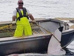 Hiu Putih 4,6 Meter Ditemukan Mati di Pantai Sydney