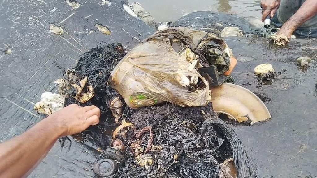 Foto: Isi Perut Bangkai Paus di Wakatobi yang Penuh Sampah
