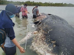 Ironi 6 Kg Sampah di Perut Paus