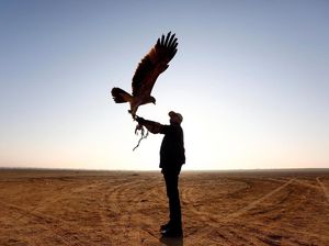 Melihat Aksi Para Pawang Elang di Gurun Pasir Mesir