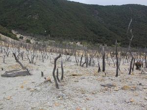 Hutan Mati, Tempat yang Wajib Dikunjungi di Papandayan
