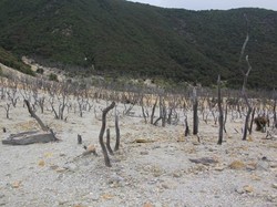 Hutan Mati, Tempat yang Wajib Dikunjungi di Papandayan