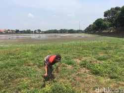 Airnya Mengering, Waktunya Kolam Segaran Dibersihkan