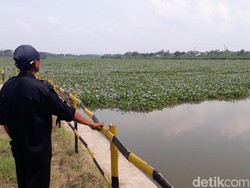 Ini yang Dilakukan Jasa Tirta Bojonegoro Soal Teror Eceng Gondok