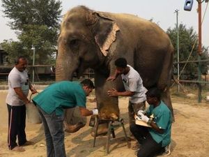 India Punya Rumah Sakit Khusus Pertama untuk Gajah