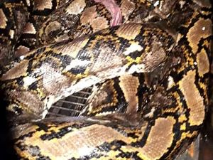 6 Arti Mimpi Ular Besar, Ketakutan hingga Perasaan Tertekan