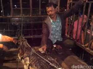 Buaya yang Terkam Bocah hingga Tewas di Riau Ditangkap Warga