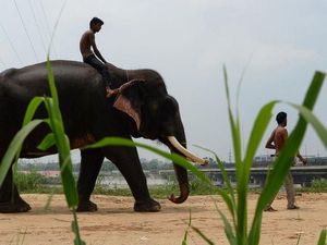 Pertama Kalinya, Rumah Sakit Gajah Didirikan di India