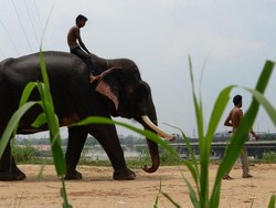 Pertama Kalinya, Rumah Sakit Gajah Didirikan di India