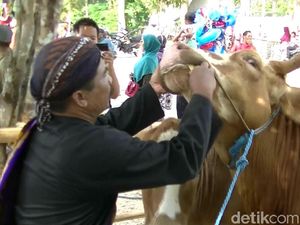 Melihat Tradisi Gumbregan di Gunungkidul, Puluhan Sapi Santap Ketupat