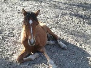 Yuk Intip Cara Membuat Minyak Kuda yang Berkhasiat