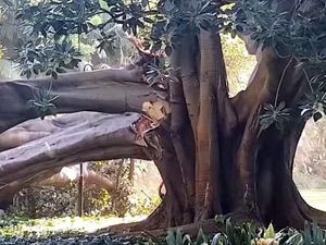 Dahan Pohon Ara Raksasa di Perth ini Tumbang dan Terekam Kamera