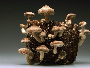 Terlalu Kotor dan Lembab, Jamur Liar Ini Tumbuh di Lap Pel