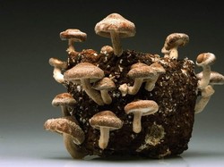 Terlalu Kotor dan Lembab, Jamur Liar Ini Tumbuh di Lap Pel