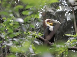 Mau Bertemu Burung Terbesar Se-Asia? Yuk ke Puncak Bogor