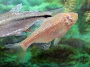 Ikan Mungil Ini Simpan Rahasia Kekuatan Super Regenerasi Jantung