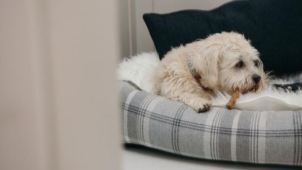 Foto: Hotel Khusus Anjing di Inggris Bikin Iri Wisatawan