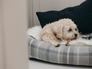 Foto: Hotel Khusus Anjing di Inggris Bikin Iri Wisatawan