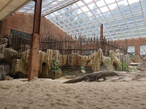 Nggak Usah Jauh-jauh ke NTT, Lihat Komodo Juga Bisa di Bogor