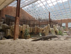 Nggak Usah Jauh-jauh ke NTT, Lihat Komodo Juga Bisa di Bogor