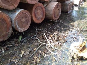 Melihat Ganasnya Pembabatan Hutan di Riau