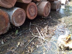 Melihat Ganasnya Pembabatan Hutan di Riau