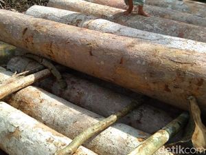 Cerita Para Ibu Rumah Tangga di Riau Hadang Pembalak Liar