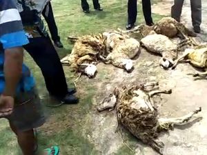 BKSDA Temukan Anomali Serangan Brutal Macan Tutul di Lereng Lawu BKSDA Temukan Anomali Serangan Brutal Macan Tutul di Lereng Lawu