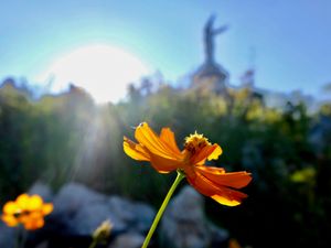 Sunshine on flower