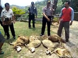 Hewan Buas Kembali Menyerang Ternak Warga di Lereng Lawu