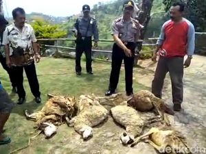 Hewan Buas Kembali Menyerang Ternak Warga di Lereng Lawu Hewan Buas Kembali Menyerang Ternak Warga di Lereng Lawu