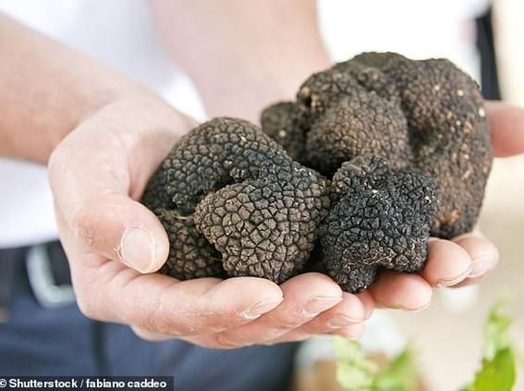 Kabar Buruk! Jamur Truffle Akan Punah Karena Perubahan Cuaca Kabar Buruk! Jamur Truffle Akan Punah Karena Perubahan Cuaca