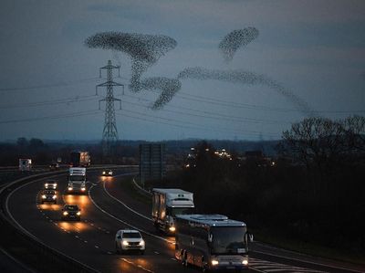 Migrasi Burung Jalak Hiasi Langit Skotlandia