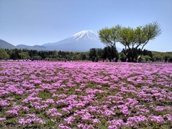 Tenggelam di Hamparan Bunga Shibazakura di Jepang