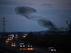 11 Juta Burung Migrasi, Warga Diminta Matikan Lampu 11 Juta Burung Migrasi, Warga Diminta Matikan Lampu