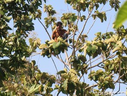 Depresi, Warga Tulungagung Ini 3 Hari Nangkring di Atas Pohon
