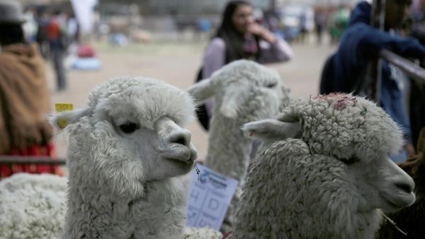 Foto: Lucunya Saat Keluarga Unta Ramai-ramai Kumpul di Bolivia