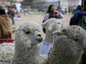Foto: Lucunya Saat Keluarga Unta Ramai-ramai Kumpul di Bolivia Foto: Lucunya Saat Keluarga Unta Ramai-ramai Kumpul di Bolivia