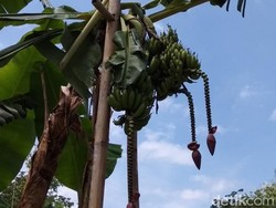 Unik! Pohon Pisang di Semarang Ini Berbuah Tiga Tandan