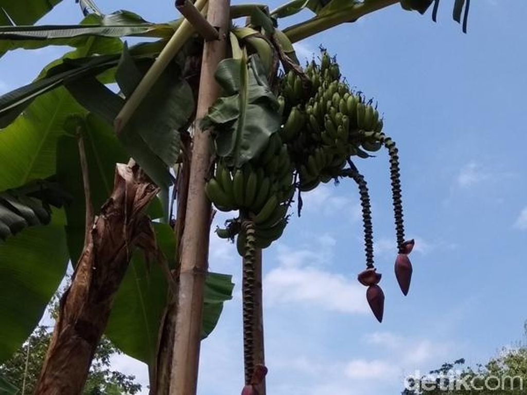 Unik! Pohon Pisang di Semarang Ini Berbuah Tiga Tandan